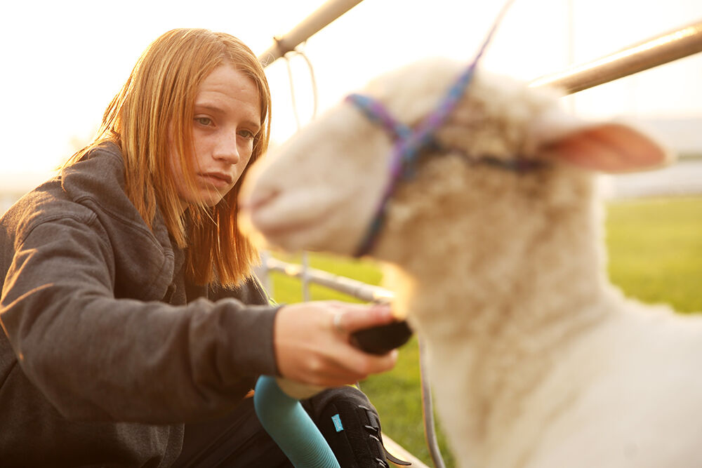 Hailee Vahoski blow dries her lamb off with a blower